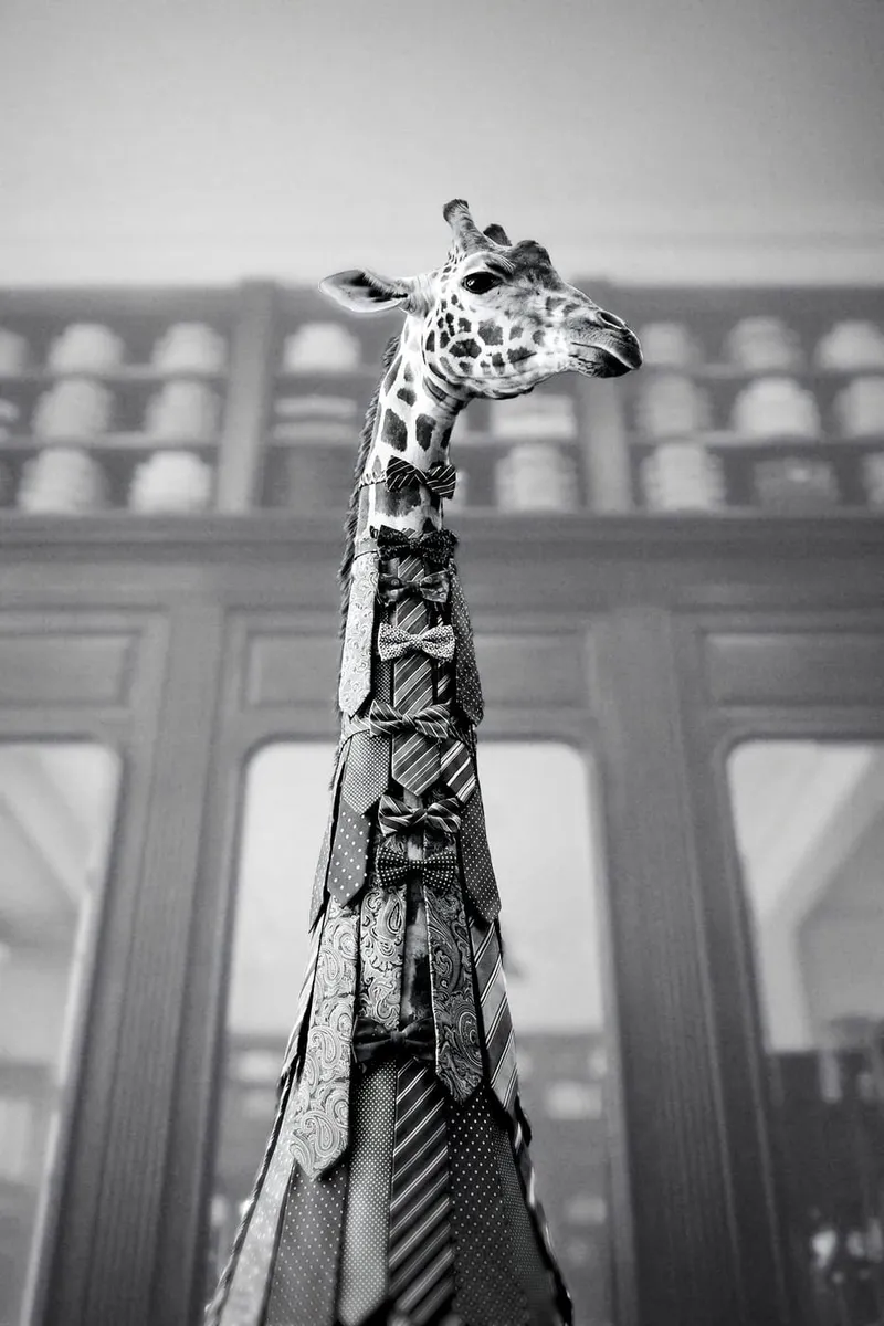 Schwarz-Weiß-Poster einer Giraffe, deren Hals mit zahlreichen Krawatten und Fliegen in einem Herrenausstatter dekoriert ist.